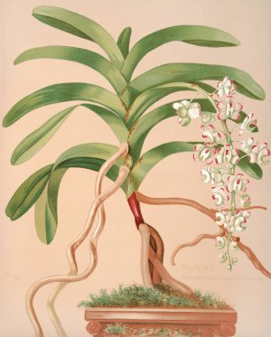 Aerides Quinquevulnerum by Harriet Stewart Miner Oil Painting