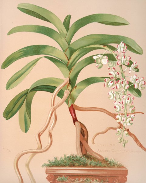 Main Product Photo of Aerides Quinquevulnerum  Painting by Harriet Stewart Miner