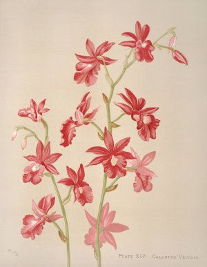 Calanthe Veitchii by Harriet Stewart Miner Oil Painting