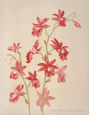 Calanthe Veitchii Oil painting by Harriet Stewart Miner