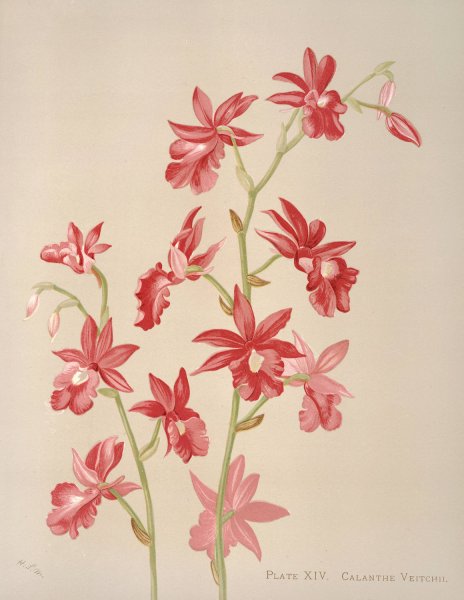 Main Product Photo of Calanthe Veitchii  Painting by Harriet Stewart Miner