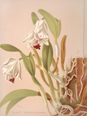 Cattleya Chocoensis by Harriet Stewart Miner Oil Painting