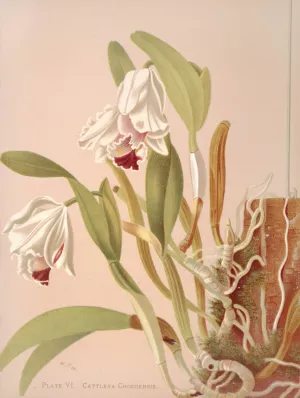 Cattleya Chocoensis Oil painting by Harriet Stewart Miner