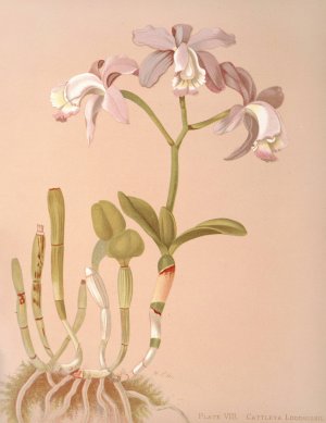 Cattleya Loddigesii by Harriet Stewart Miner Oil Painting
