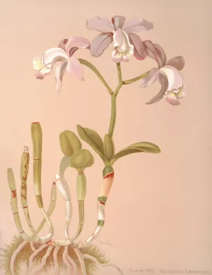 Cattleya Loddigesii Oil painting by Harriet Stewart Miner
