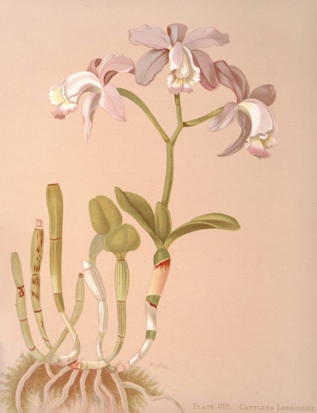 Main Product Photo of Cattleya Loddigesii Painting by Harriet Stewart Miner