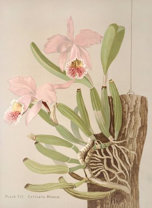 Cattleya Mosslae by Harriet Stewart Miner Oil Painting