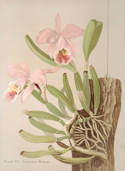 Main Product Photo of Cattleya Mosslae  Painting by Harriet Stewart Miner
