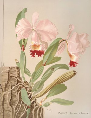 Cattleya Trianae by Harriet Stewart Miner Oil Painting
