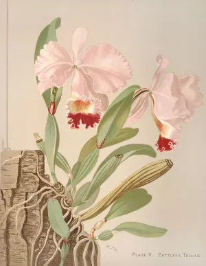 Cattleya Trianae by Harriet Stewart Miner Oil Painting