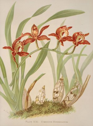Cymbidium Hookerianum by Harriet Stewart Miner Oil Painting