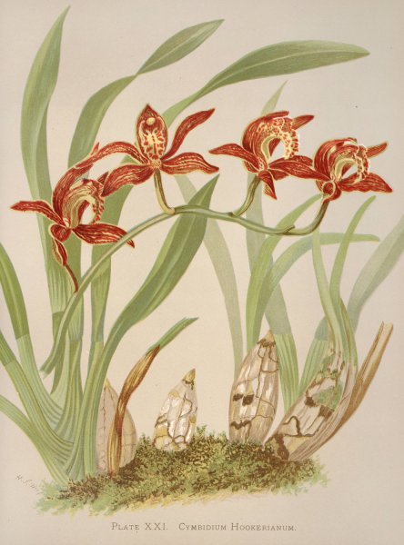 Main Product Photo of Cymbidium Hookerianum  Painting by Harriet Stewart Miner