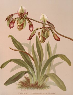 Cypripedium Haynaldianum by Harriet Stewart Miner Oil Painting