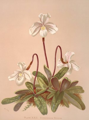Cypripedium Niveum by Harriet Stewart Miner Oil Painting
