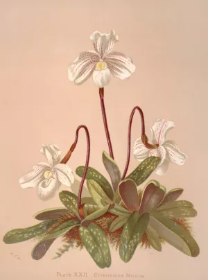 Cypripedium Niveum Oil painting by Harriet Stewart Miner