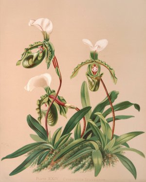Cypripedium Spicerianum by Harriet Stewart Miner Oil Painting