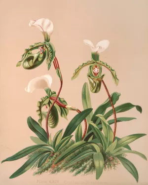 Cypripedium Spicerianum by Harriet Stewart Miner Oil Painting
