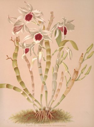Dendrobium Ainsworthii by Harriet Stewart Miner Oil Painting