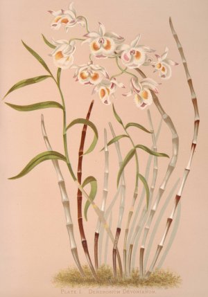 Dendrobium Devonianum by Harriet Stewart Miner Oil Painting