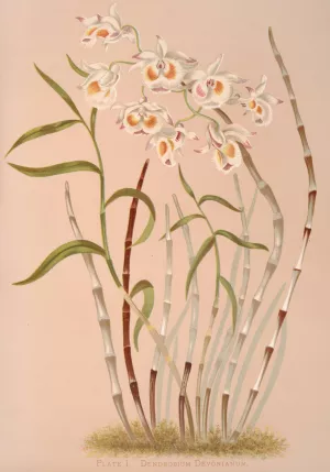 Dendrobium Devonianum by Harriet Stewart Miner Oil Painting