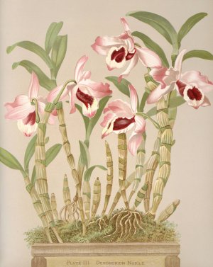 Dendrobium Nobile by Harriet Stewart Miner Oil Painting