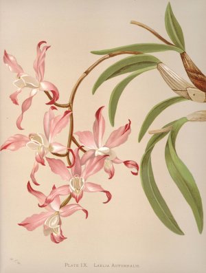 Laelia Autumnalis by Harriet Stewart Miner Oil Painting