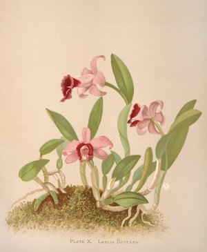 Laelia Dayeana by Harriet Stewart Miner Oil Painting