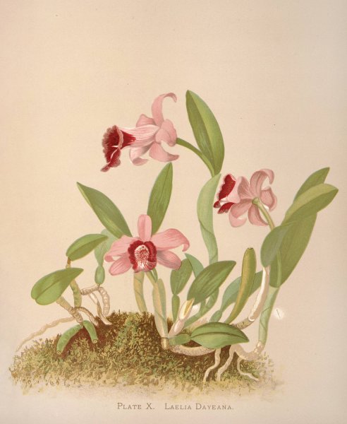 Main Product Photo of Laelia Dayeana  Painting by Harriet Stewart Miner