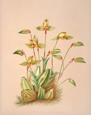 Lycaste Aromatica Oil painting by Harriet Stewart Miner