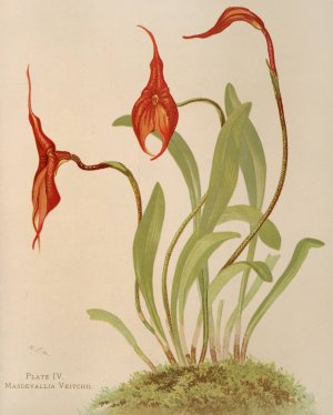 Masdevallia Veitchii by Harriet Stewart Miner Oil Painting