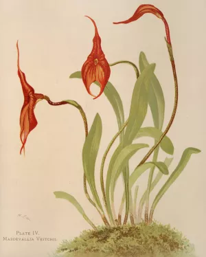 Masdevallia Veitchii by Harriet Stewart Miner Oil Painting