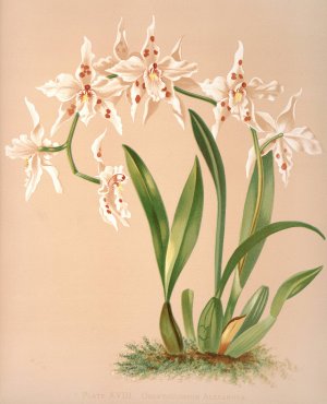 Odontoglossum Alexandrae by Harriet Stewart Miner Oil Painting