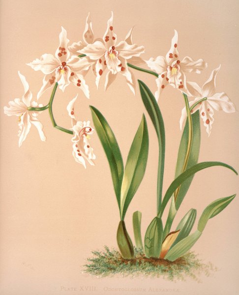 Main Product Photo of Odontoglossum Alexandrae  Painting by Harriet Stewart Miner