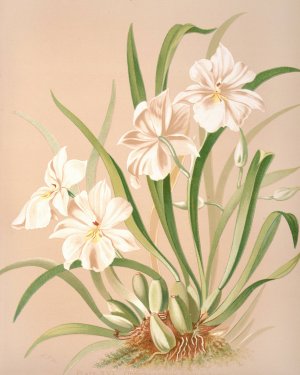Odontoglossum Roezlii Album by Harriet Stewart Miner Oil Painting
