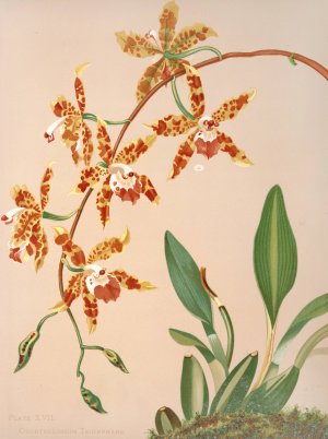 Odontoglossum Triumphans by Harriet Stewart Miner Oil Painting