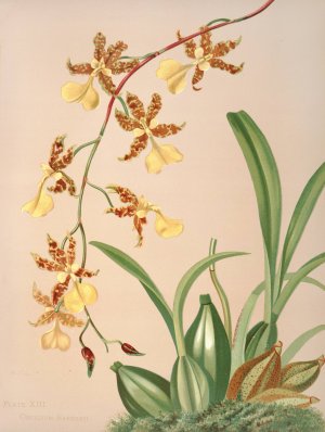 Oncidium Barkerii by Harriet Stewart Miner Oil Painting
