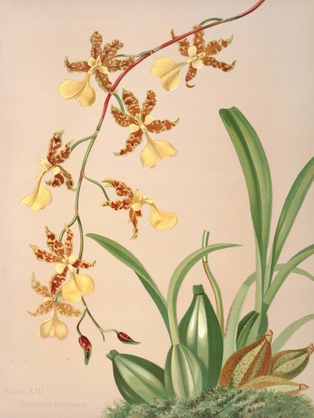 Main Product Photo of Oncidium Barkerii  Painting by Harriet Stewart Miner