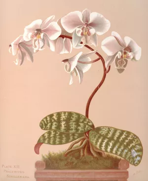 Phalenopsis Schilleriana Oil painting by Harriet Stewart Miner