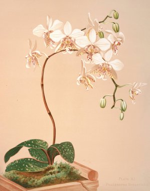 Phalenopsis Stuartiana by Harriet Stewart Miner Oil Painting