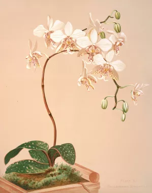 Phalenopsis Stuartiana Oil painting by Harriet Stewart Miner