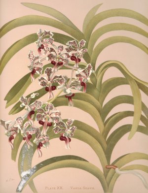 Vanda Suavis by Harriet Stewart Miner Oil Painting