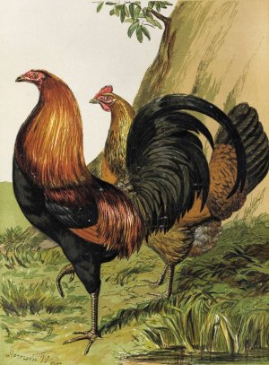 Black-Breasted Red Game by Harrison Weir Oil Painting