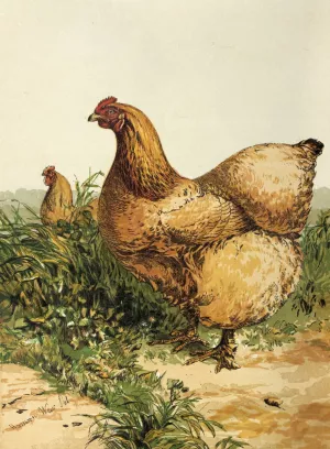 Buff Cochin Hen by Harrison Weir Oil Painting
