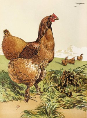 Cinnamon Cochin Hen by Harrison Weir Oil Painting