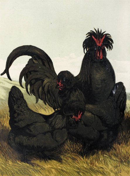 Main Product Photo of Creve Coeur  Painting by Harrison Weir