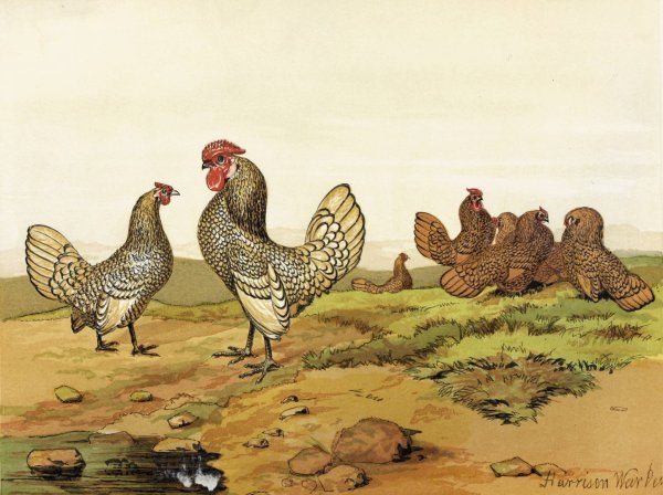 Main Product Photo of Gold and Silver-laced Bantams  Painting by Harrison Weir
