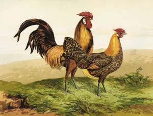 Golden Pencilled Hamburghs by Harrison Weir Oil Painting