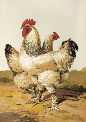Grey Shanghae by Harrison Weir Oil Painting