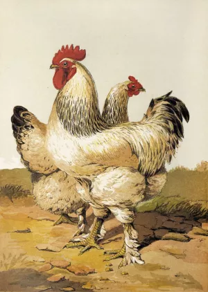 Grey Shanghae by Harrison Weir Oil Painting