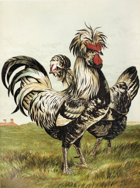 Main Product Photo of Houdans  Painting by Harrison Weir